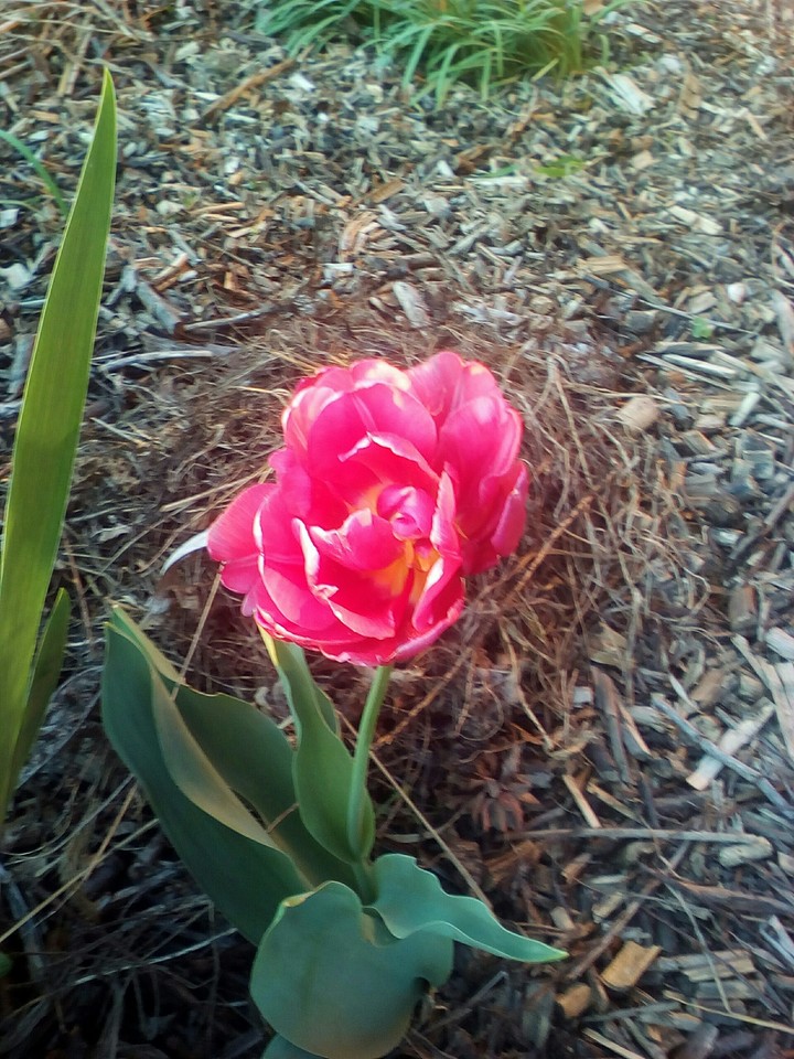 tulipán