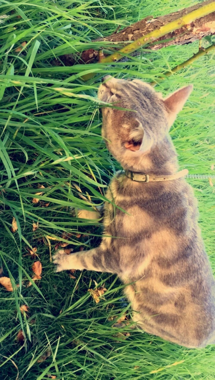 A beautiful patterned cat