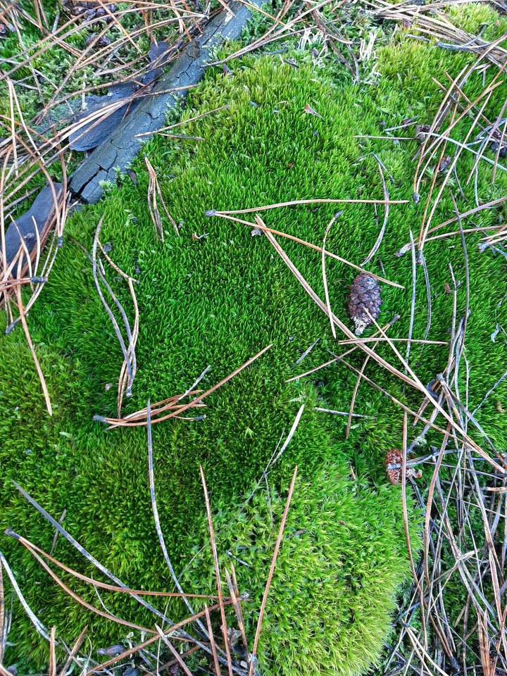 Forest love?