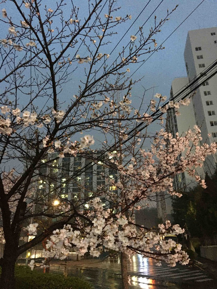 봄비