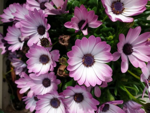 Fiori