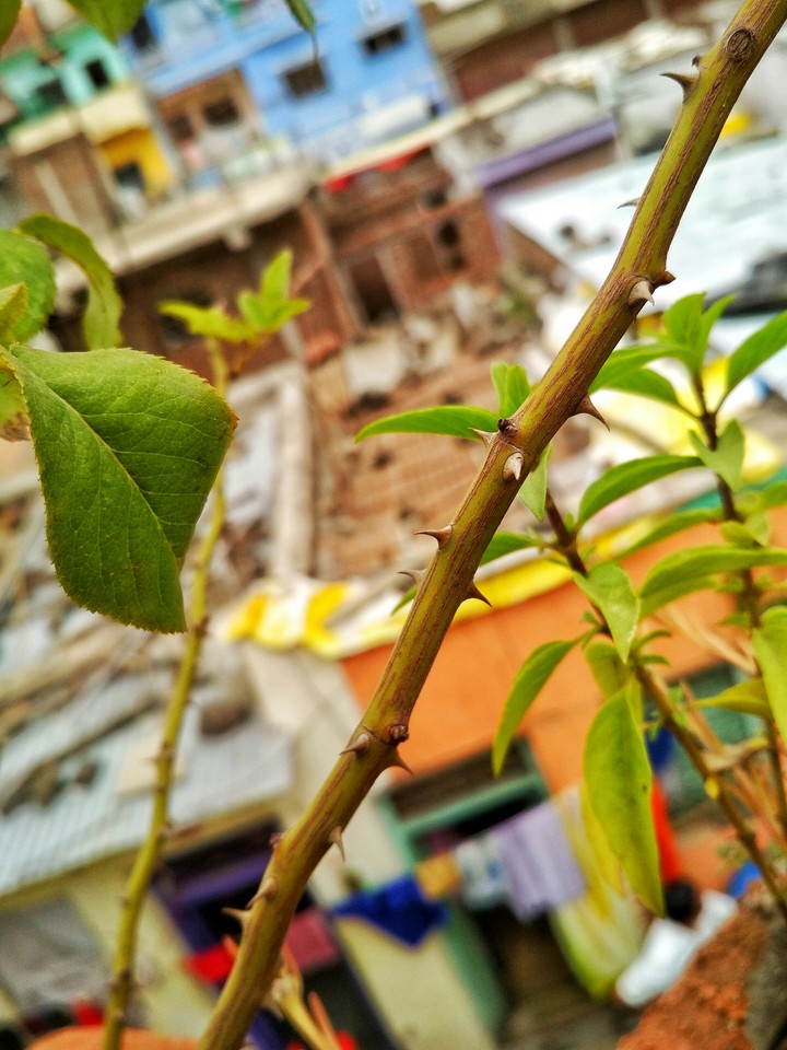 Branch
