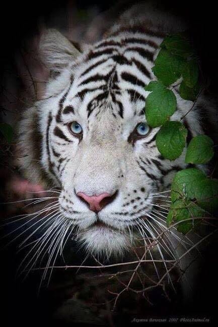 white tiger