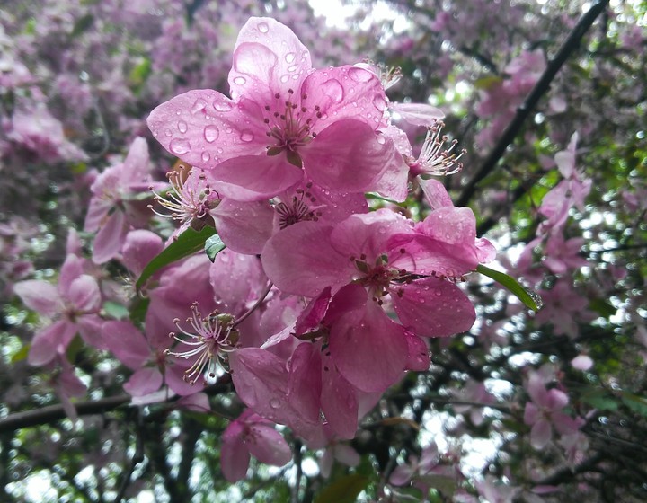 spring