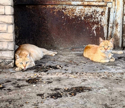 Cats are Lions