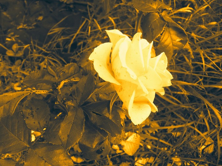 Yellow rose