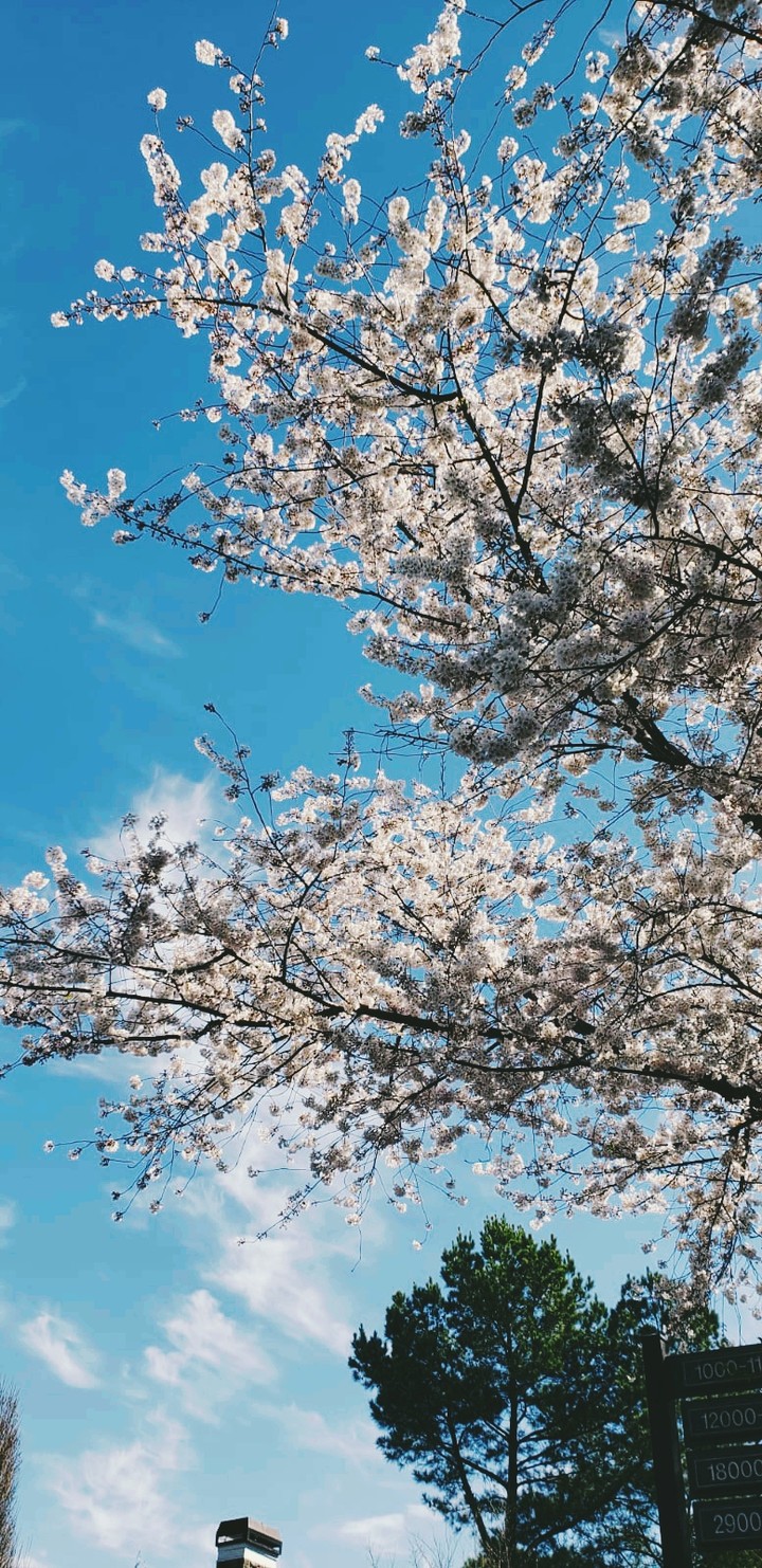 surreal sunshine white day!