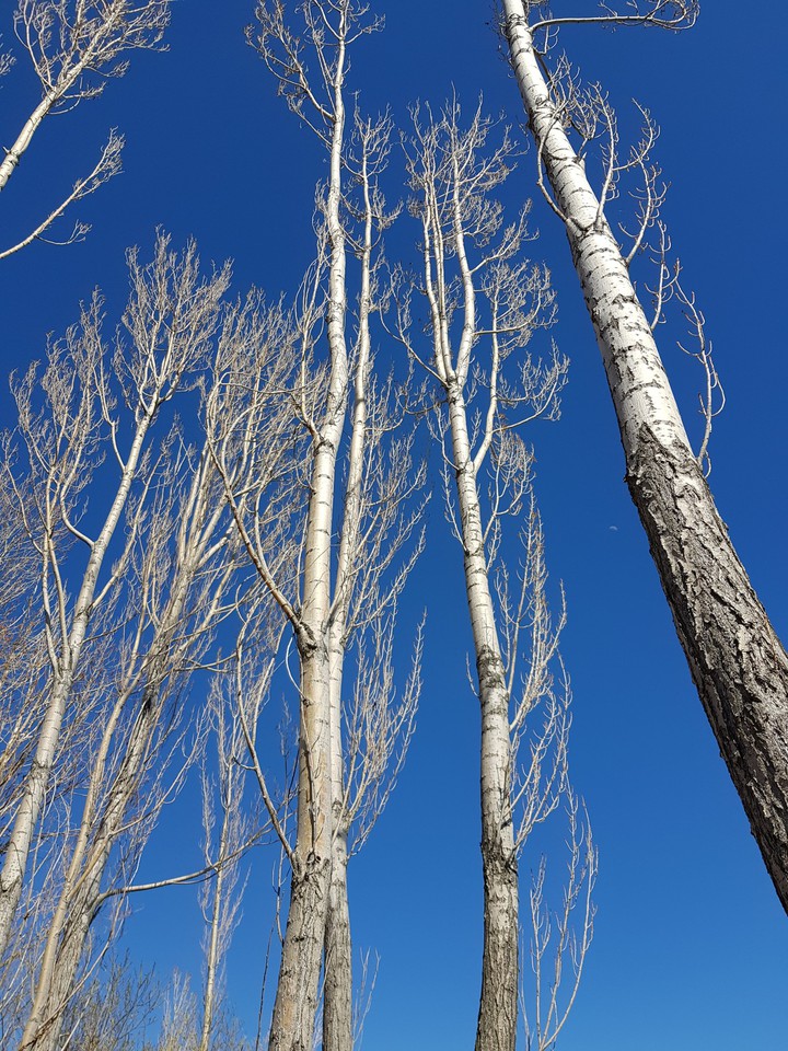 silver tree
