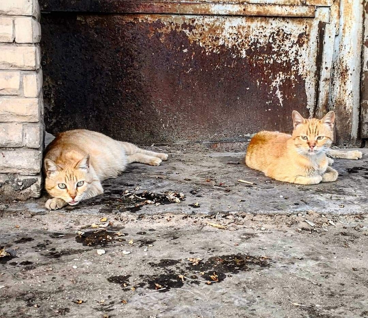 Cats are Lions