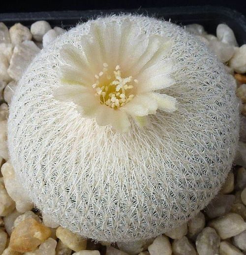 Exotic flower.