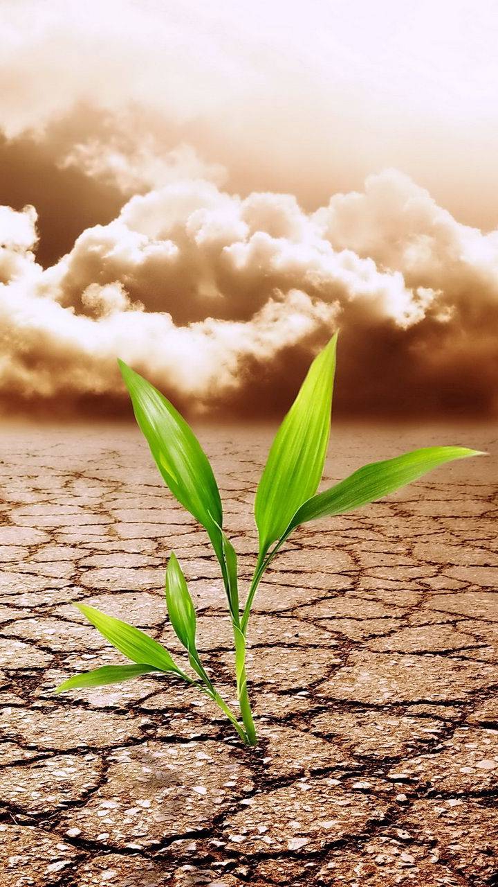 plant