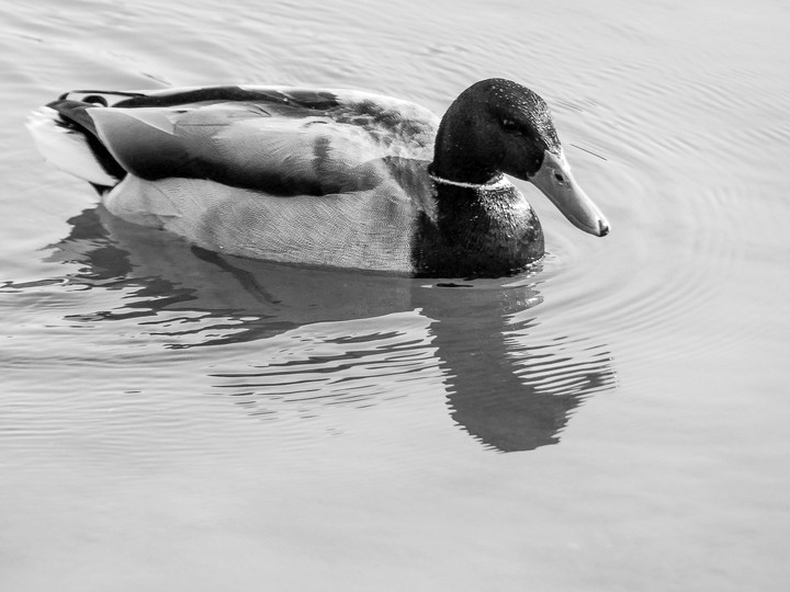 canard