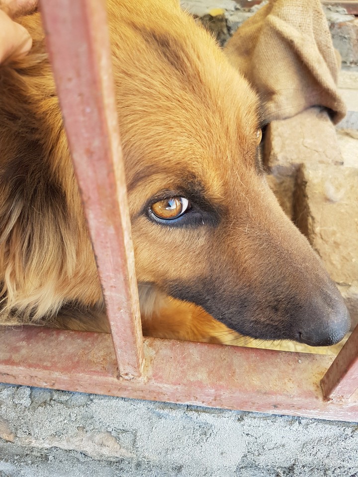 German shepherd