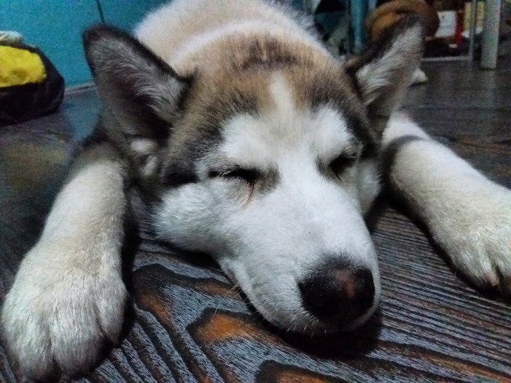 husky