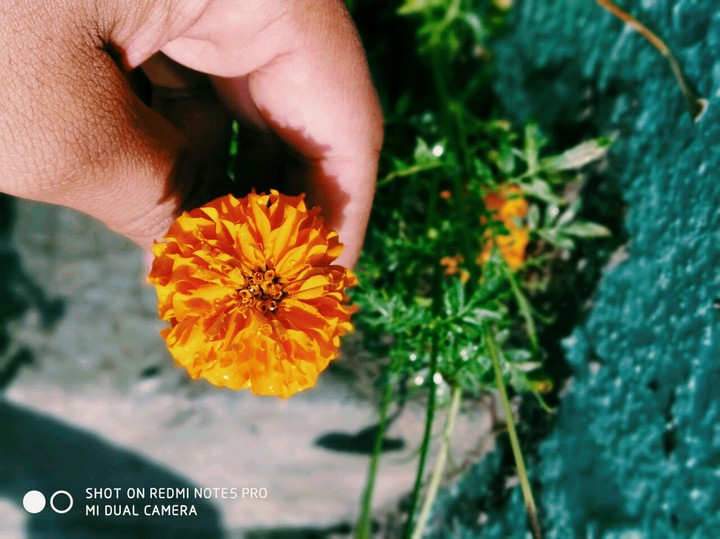 Orange Flower
