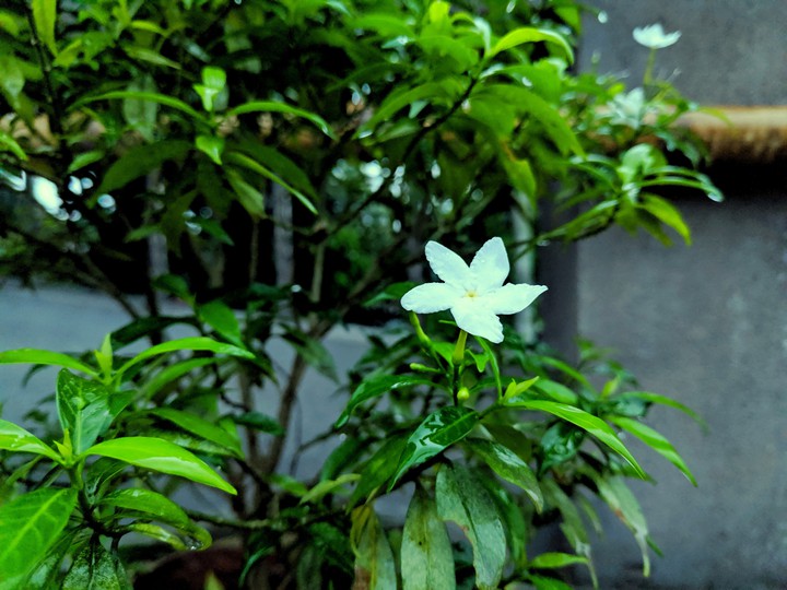 flower