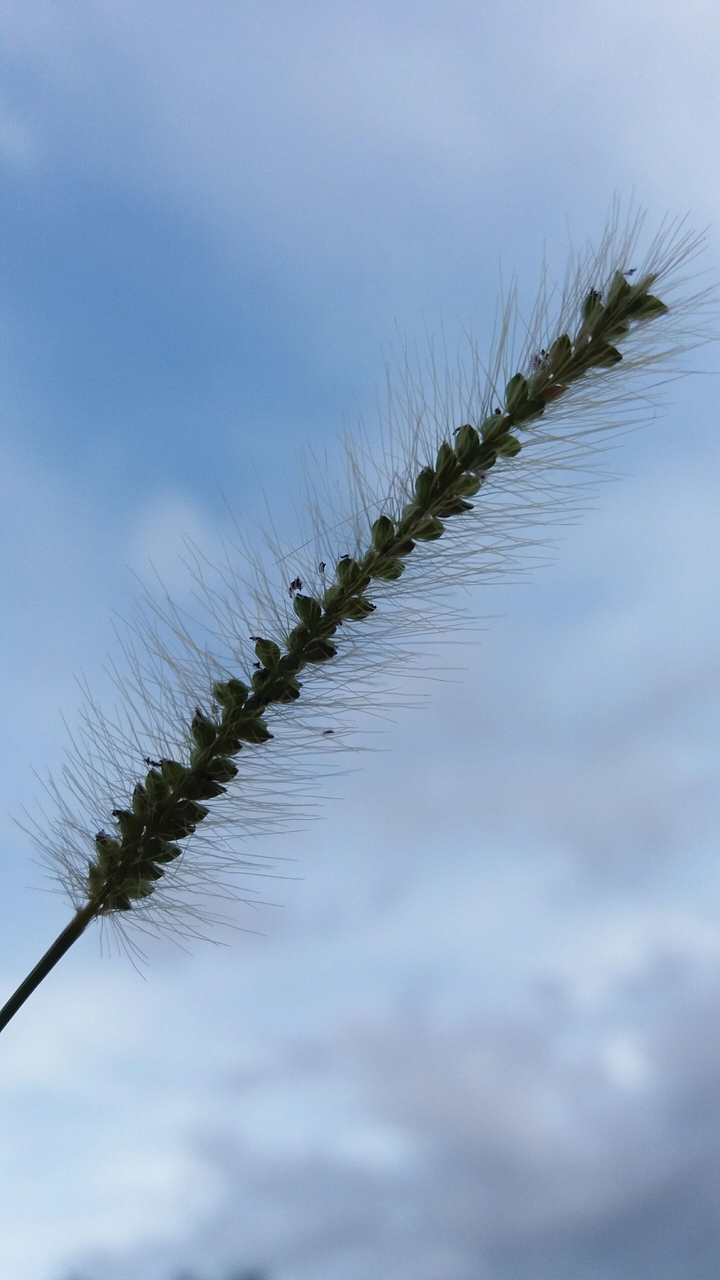 plant
