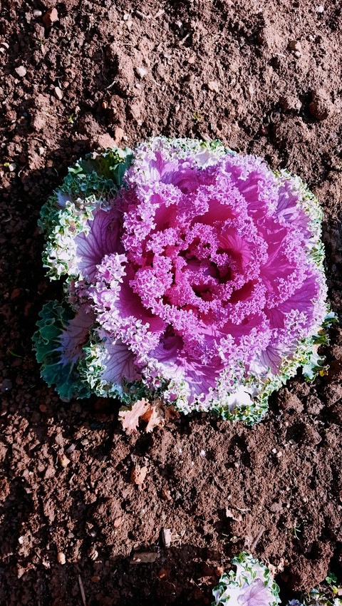 ταπετσαρίες purple, pinks