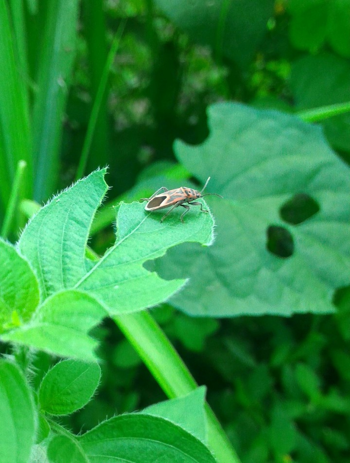one lonely bug