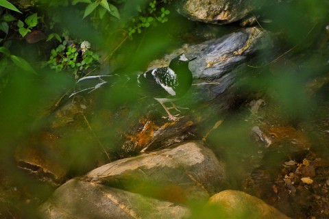 #Bird