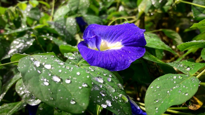 Morning Glory