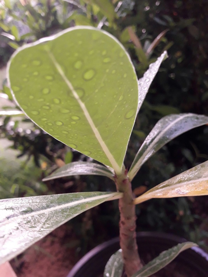 The leaf 