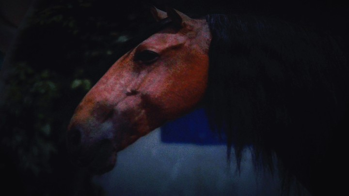 horses