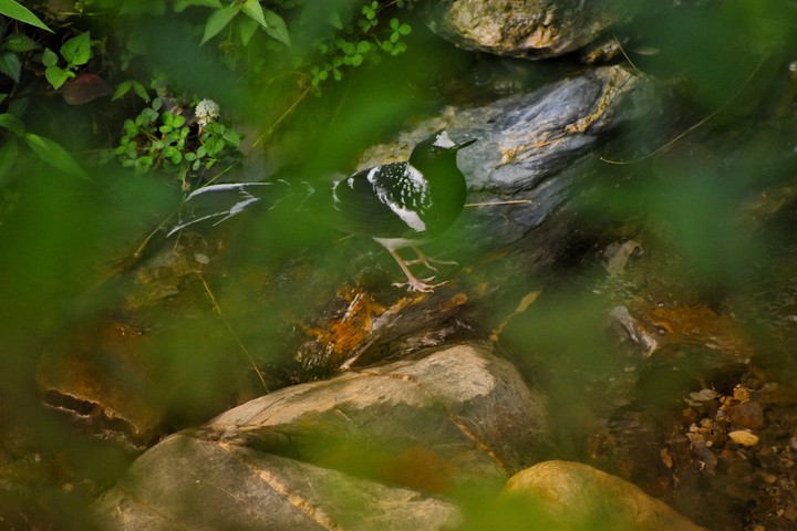 #Bird