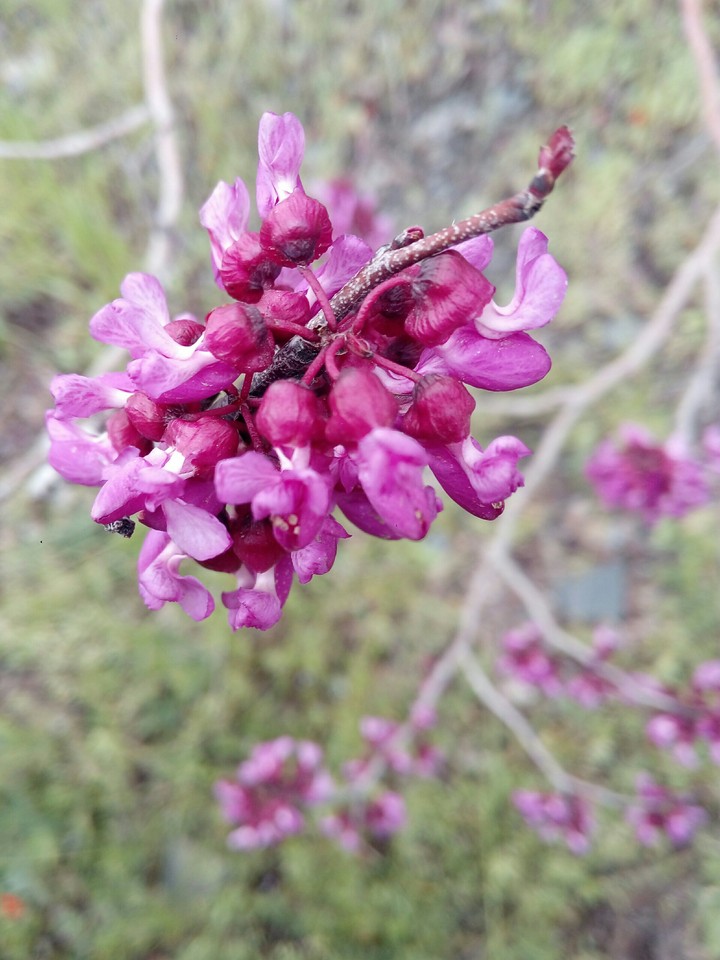 Arghavan