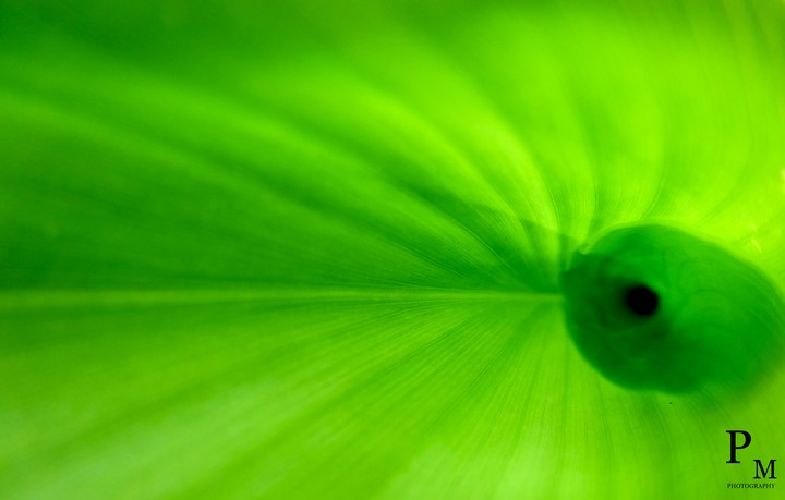leaf