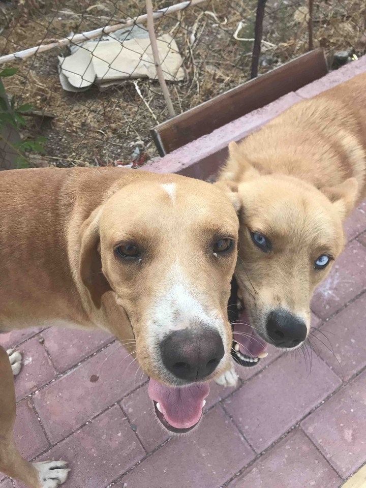 Dogs
