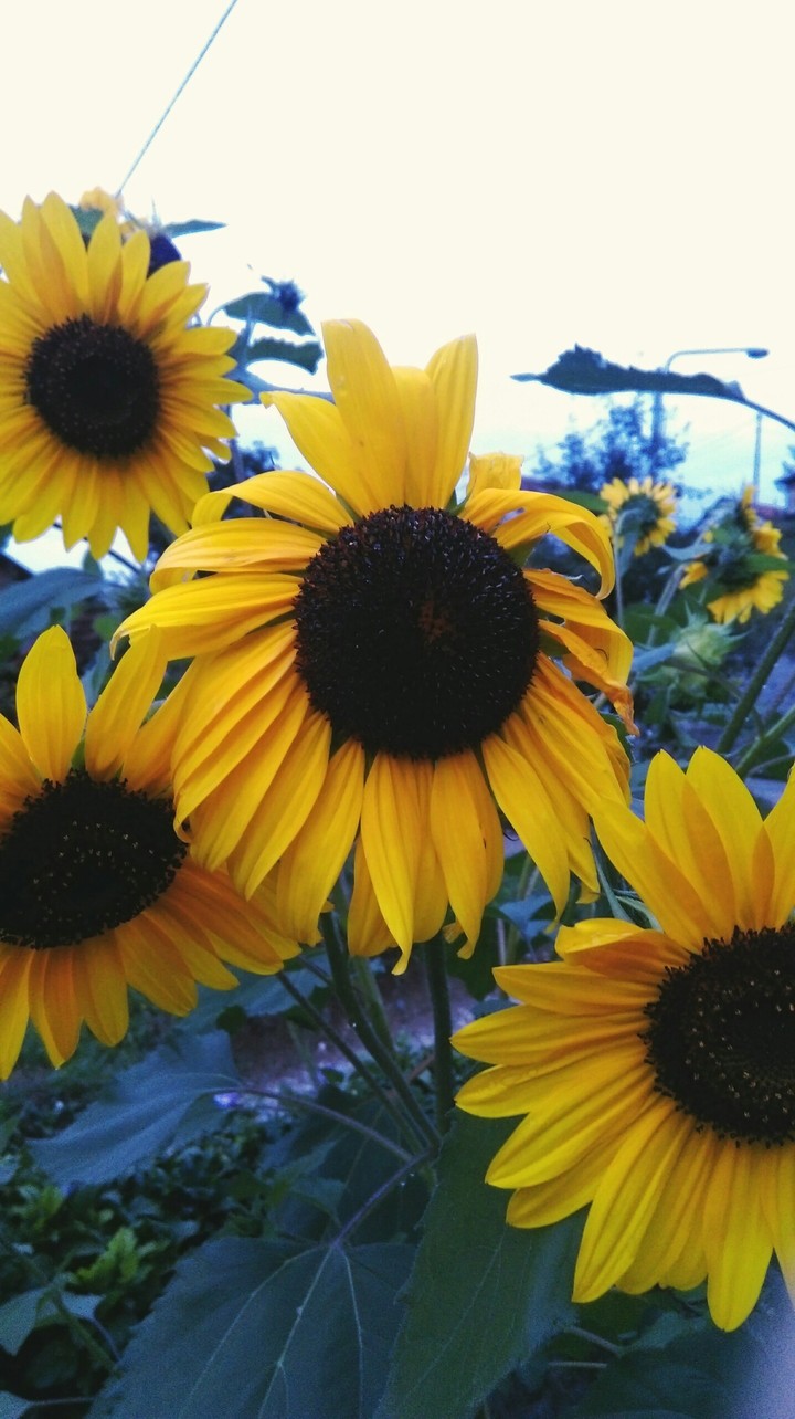 #Sunflowers flowing through sadness