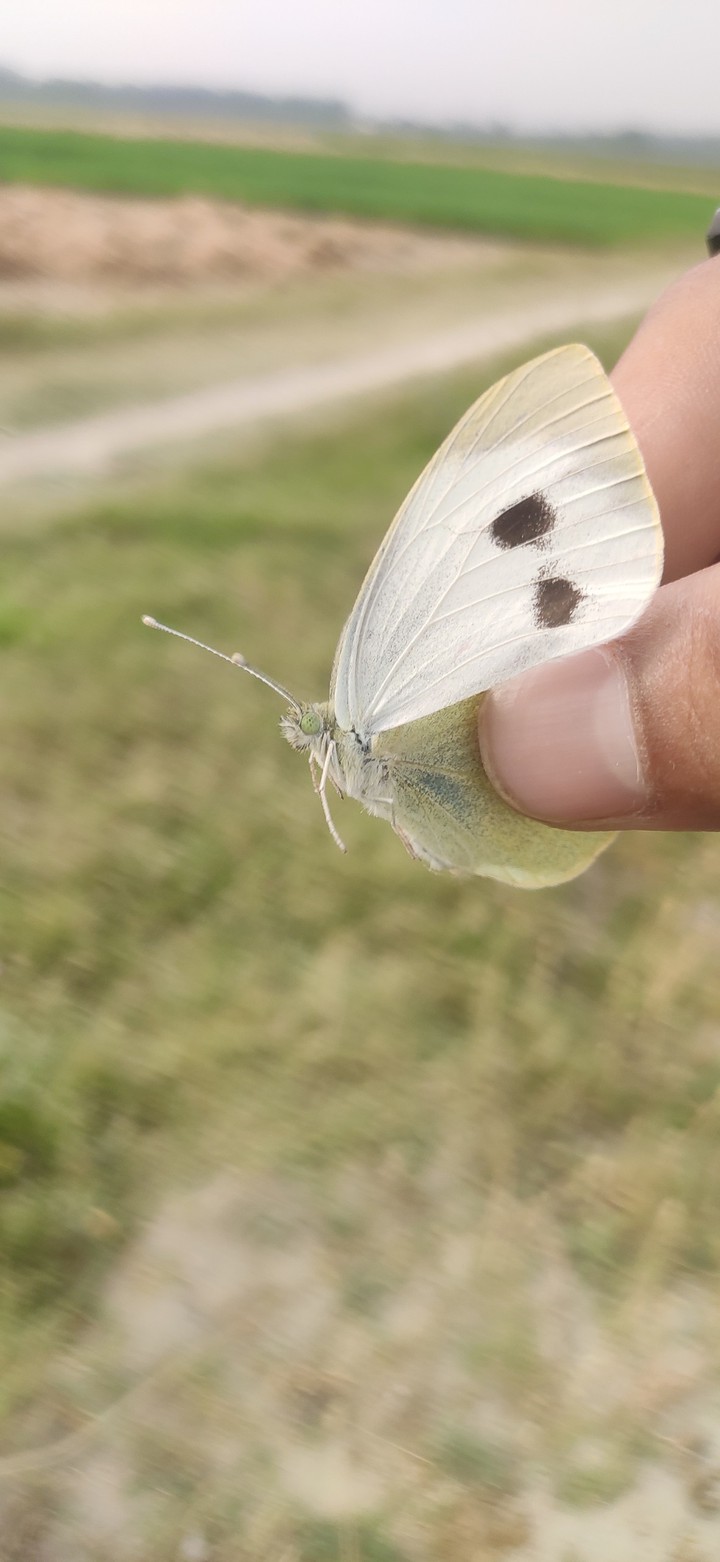 Butterflie ?