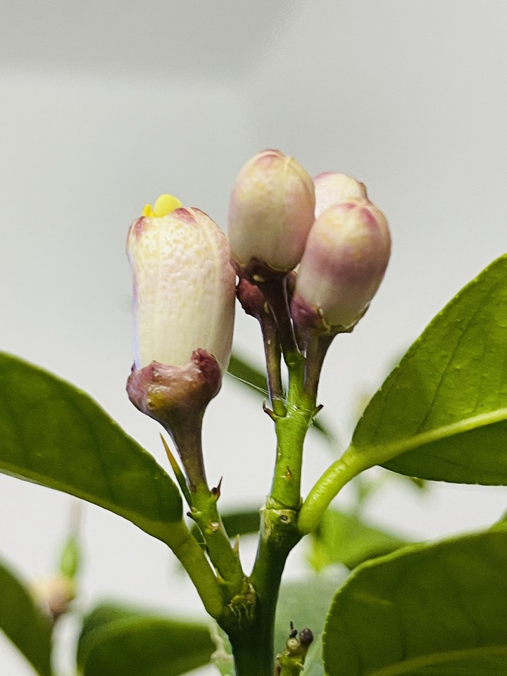 My lemon tree
