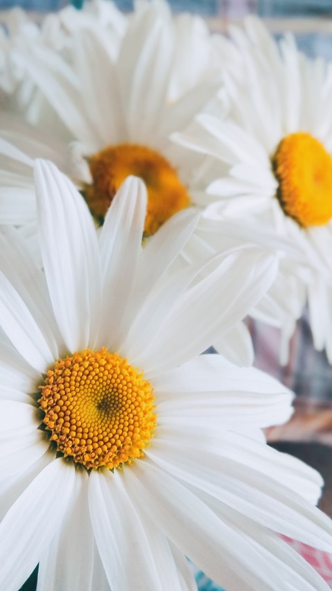 Beauty chamomile