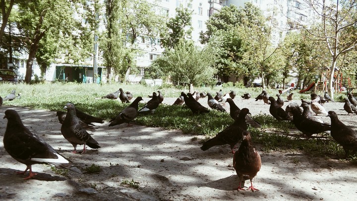 голуби