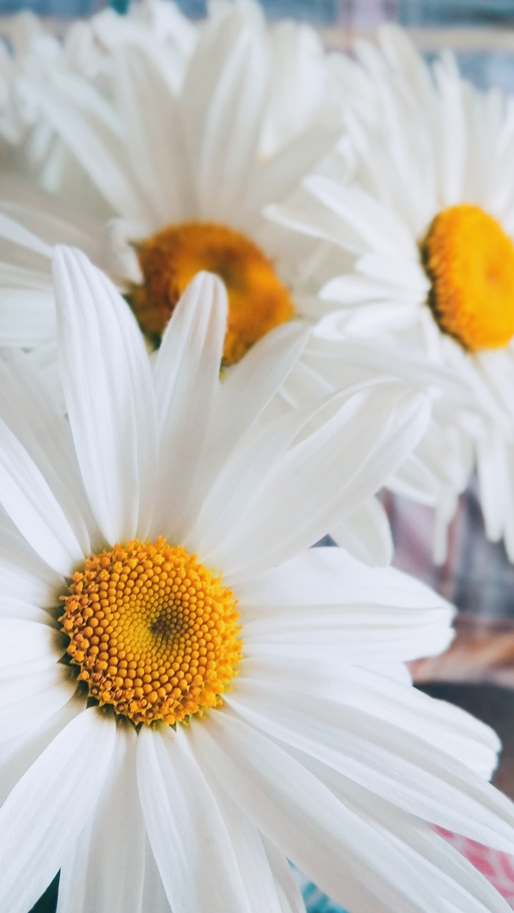 Beauty chamomile