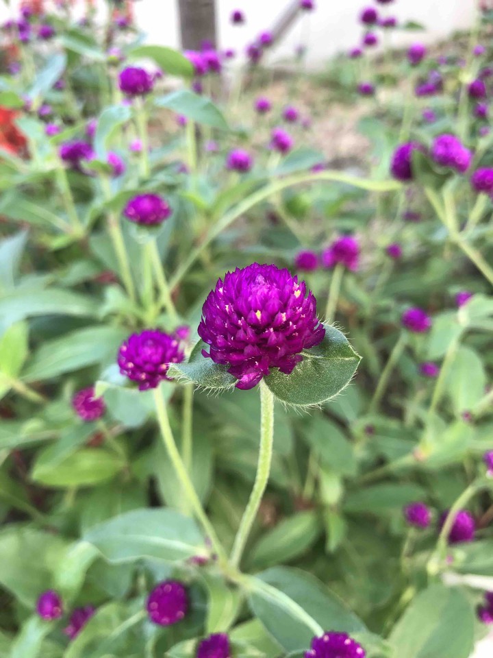 Unknown name of little flower