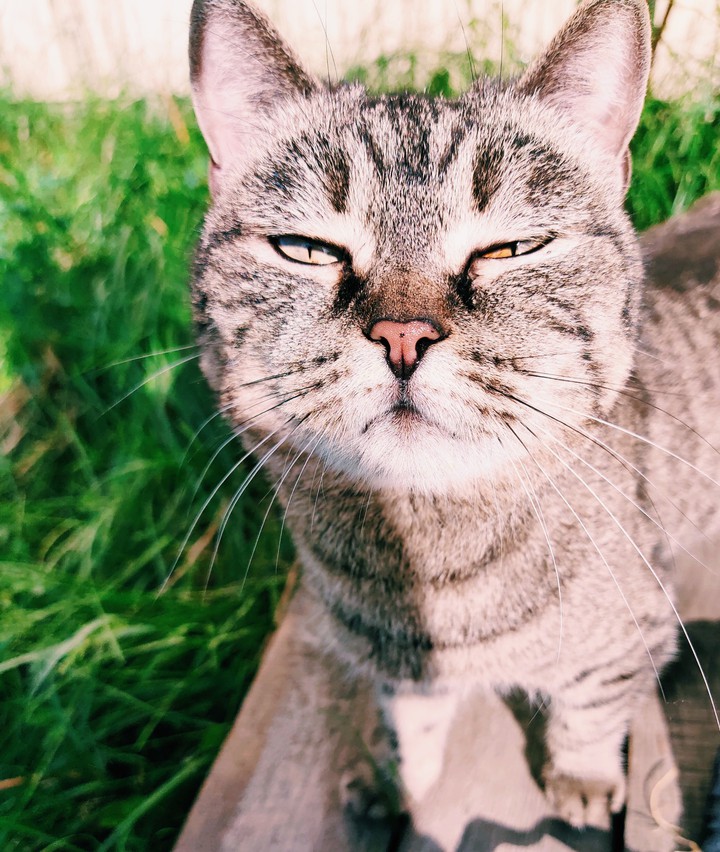 cat
