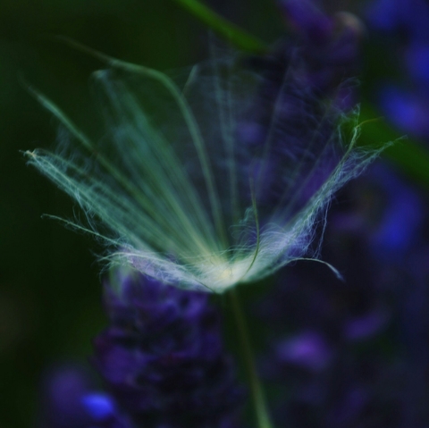 papéis de parede petal, flower