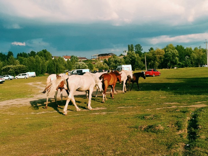 horses