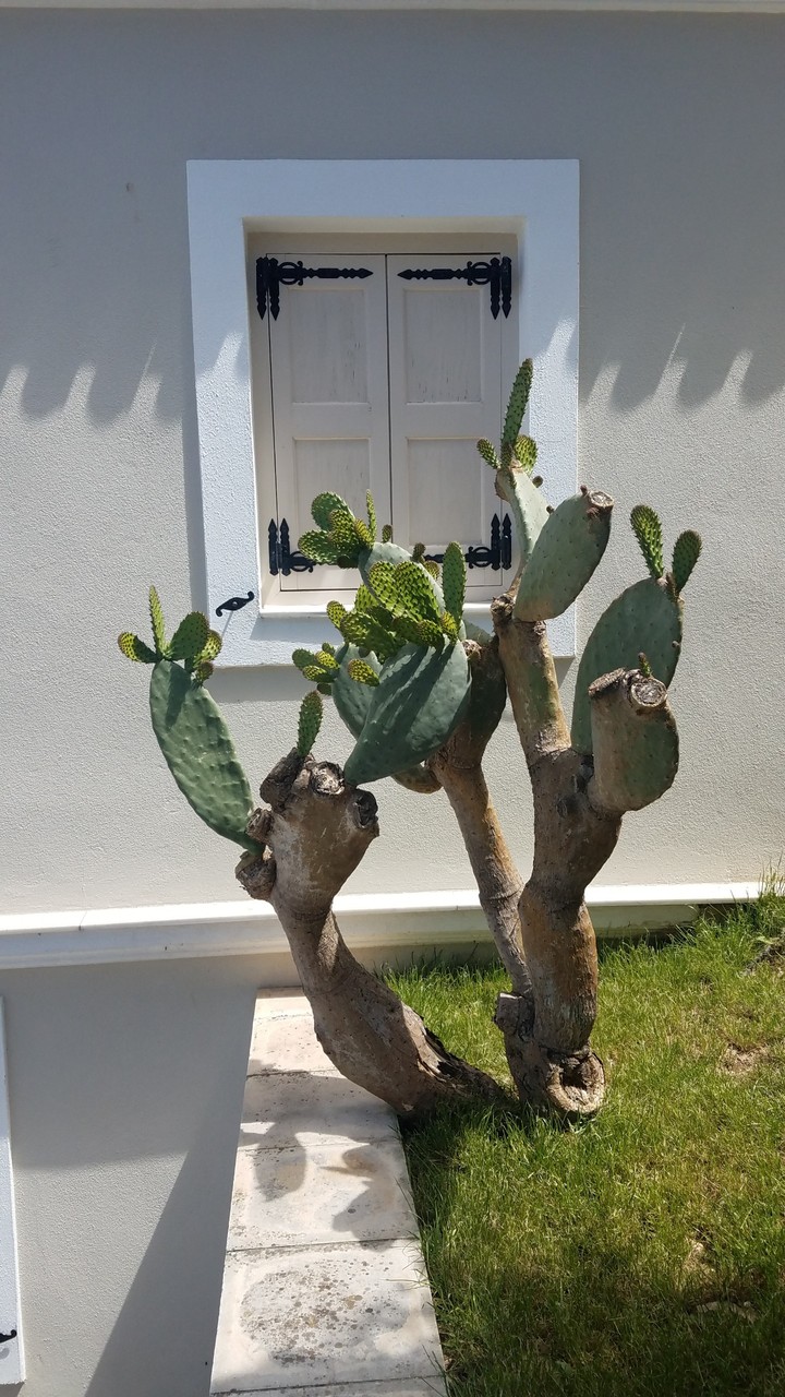 Beautiful Barbary Fig Plant in Pylos, Greece