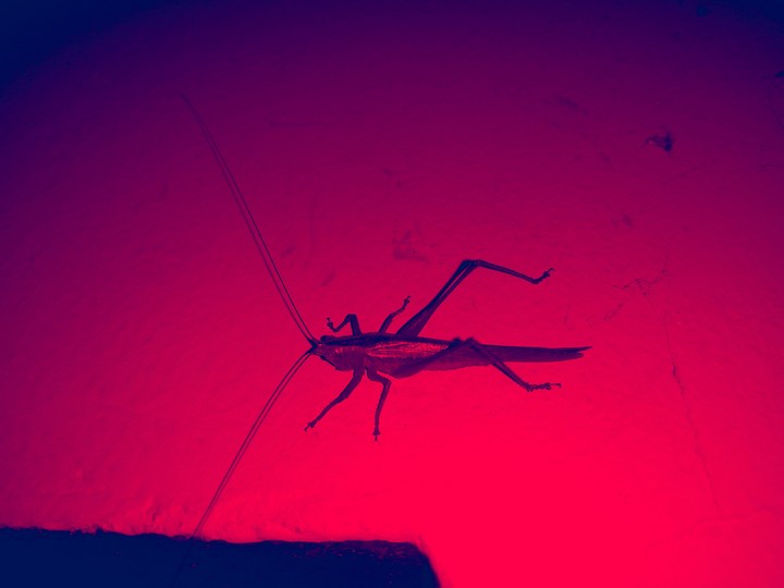 grasshopper