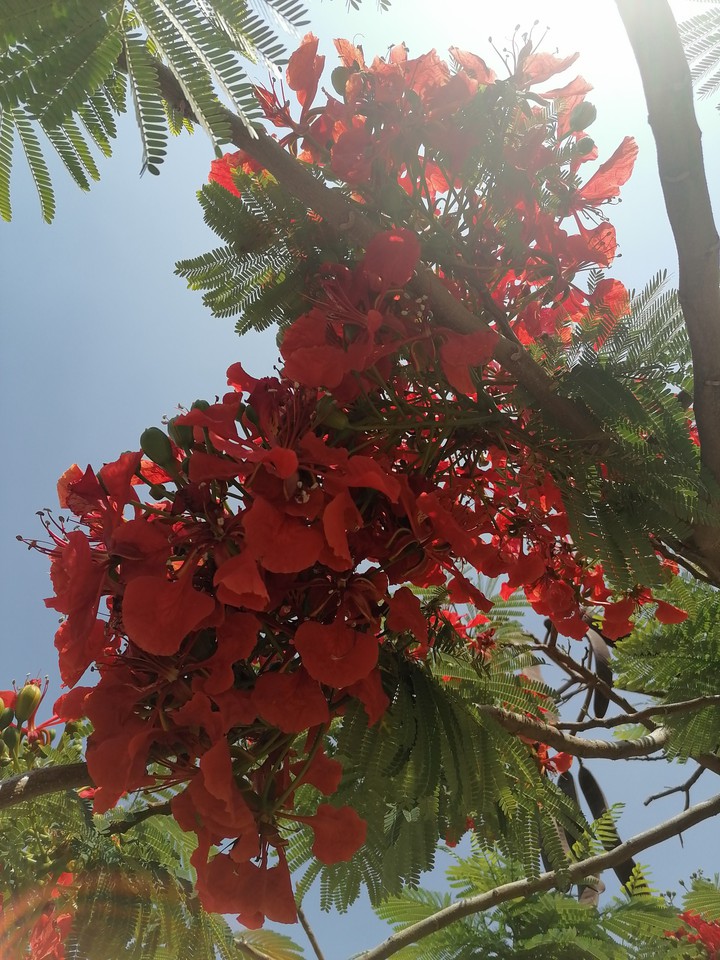Naturaleza