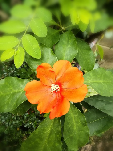 植物, 野花桌布