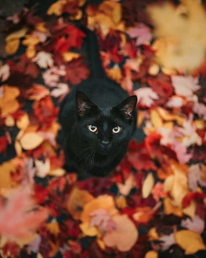 Gato preto para dar sorte