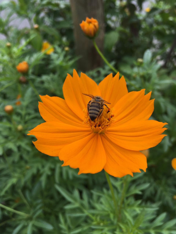 Bee