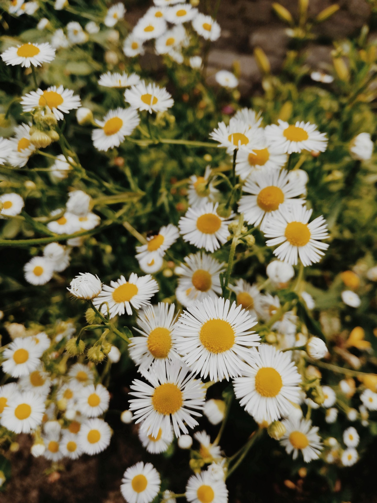 fondos de pantalla mayweed, plant