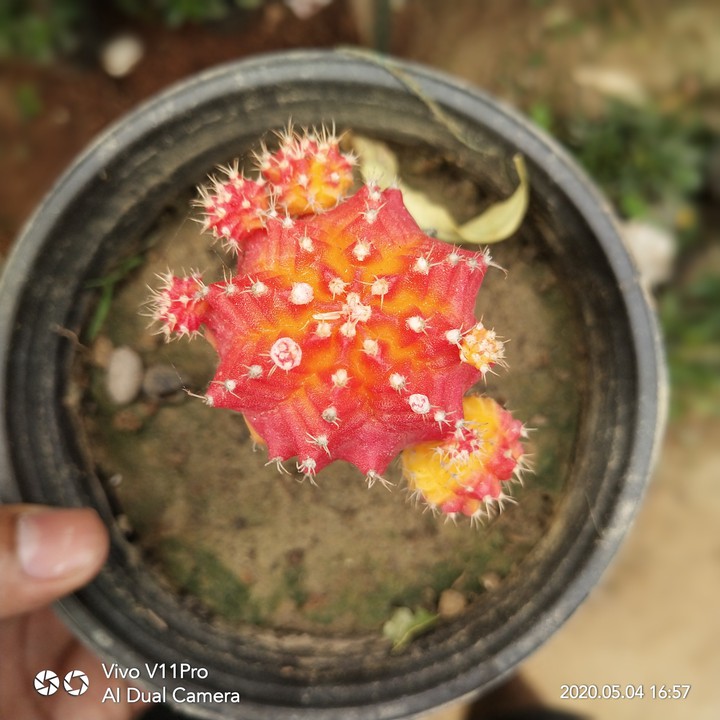 cactus ?