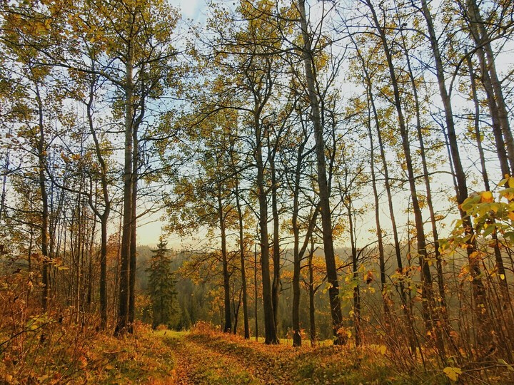 Autumn